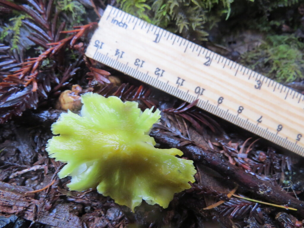 Hygrocybe virescens · December 2025 · photo: © garth_harwood (iNaturalist, cc-by)