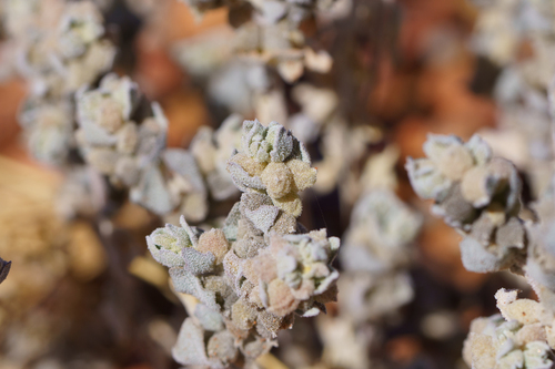 Pop saltbush (Atriplex spongiosa)