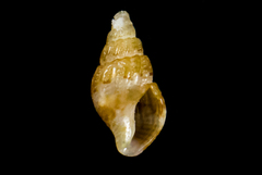 Amphissa versicolor