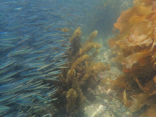 Australian anchovy (Engraulis australis) — Engraulidae — 4