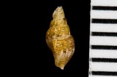 Amphissa versicolor