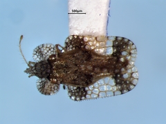 Corythucha pergandei