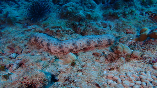 Holothuria dofleinii