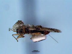 Corythucha pergandei