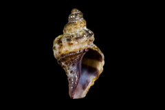 Ocinebrina