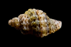 Ocinebrina