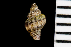 Ocinebrina