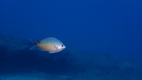 Chromis ovalis observed 2026-01-06