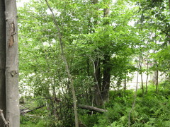 Corythucha pergandei