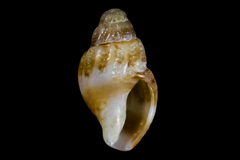 Amphissa versicolor