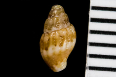 Amphissa versicolor