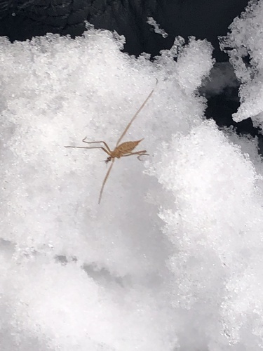 Unknown species found near Woodbury, NY, US