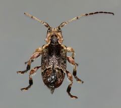 Hybolasius crista
