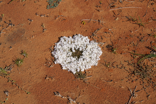 Carpet-of-snow (Macgregoria racemigera)