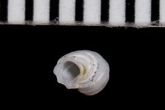 Parviturbo acuticostatus