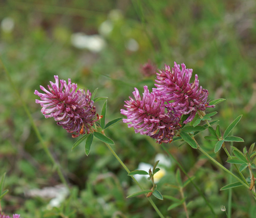 Trifolium patulum