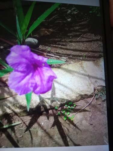 Ruellia simplex
