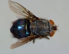 Calliphora quadrimaculata