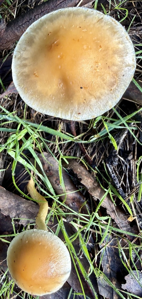 Leratiomyces percevalii · January 2026 · photo: © hllrnnr (iNaturalist, cc0)