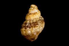Ocinebrina