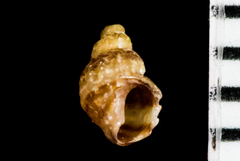Ocinebrina
