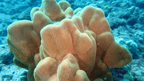 hump coral