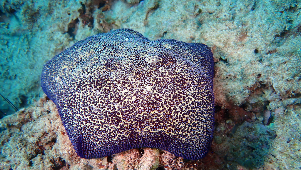 Cushion star