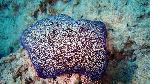 Pillow Cushion Star photographed in Hawaii