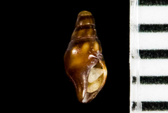 Pseudomelatomidae