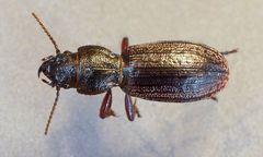 Mecodema sculpturatum