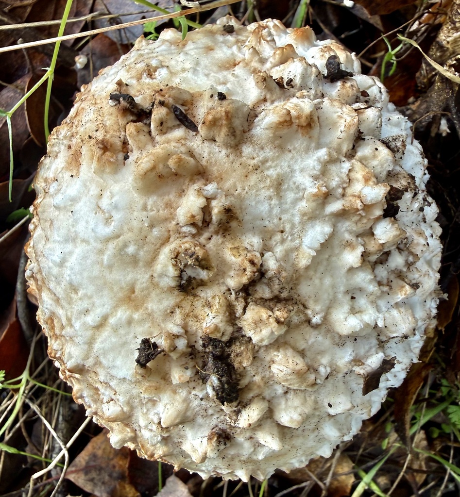 Amanita magniverrucata · January 2026 · photo: © hllrnnr (iNaturalist, cc0)