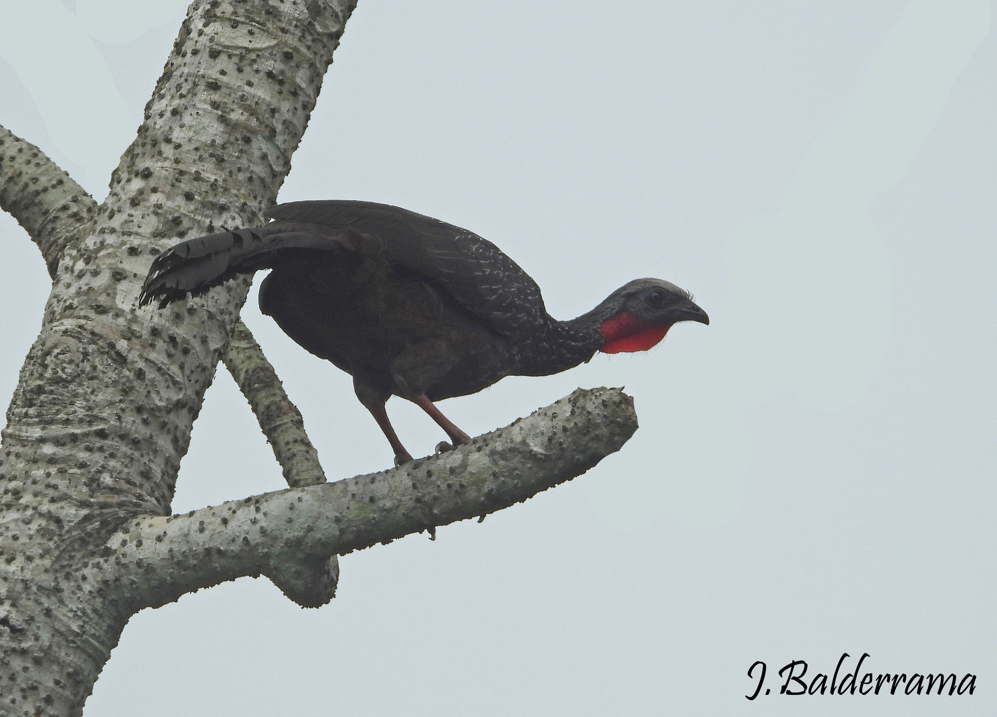 Spix's Guan (Penelope jacquacu), photo 4