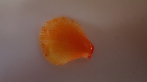 Laevichlamys cuneata observed 2026-01-06