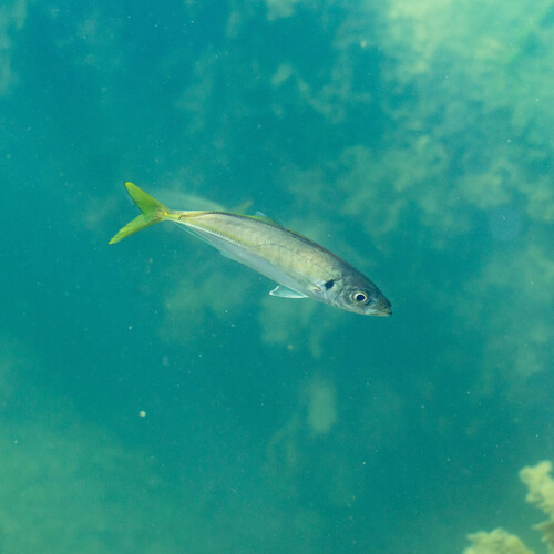 Bung (Trachurus novaezelandiae) — Carangidae — 5