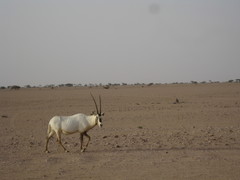 Oryx leucoryx