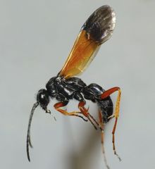 Priocnemis conformis