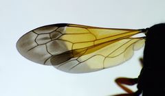 Priocnemis conformis