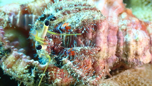 Dardanus sanguinocarpus, 2026-01-06