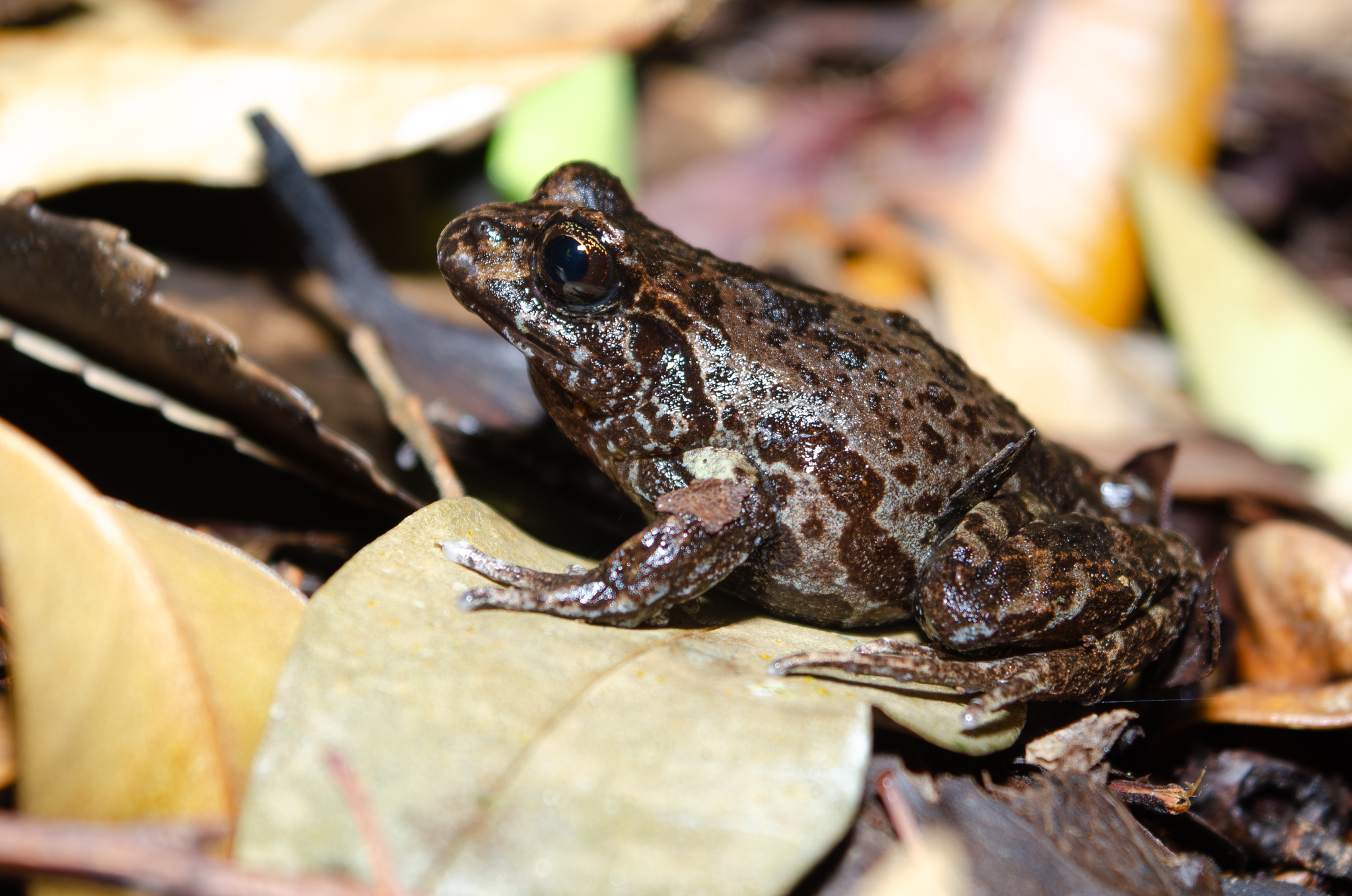 Eupsophus calcaratus (Günther, 1881)