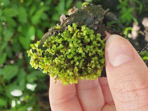 Pond Crystalwort (Riccia rhenana)