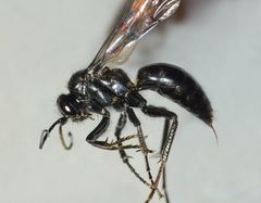 Priocnemis monachus