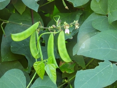 Phaseolus lunatus