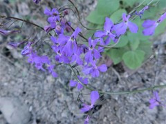 Lobelia aurita