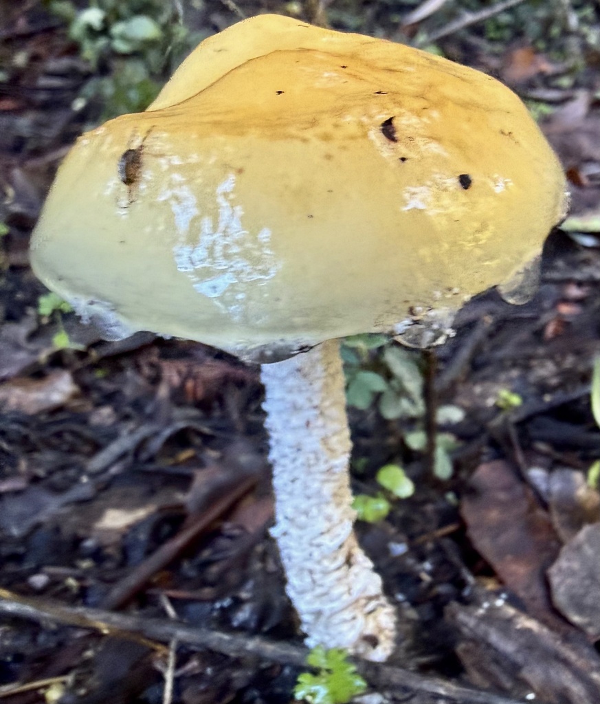 Stropharia ambigua · January 2026 · photo: © hllrnnr (iNaturalist, cc0)