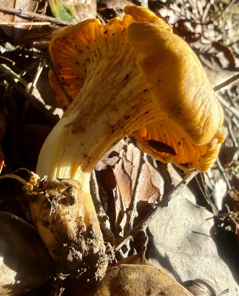 Cantharellus californicus · January 2026 · photo: © hllrnnr (iNaturalist, cc0)
