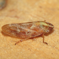 Aphrophora saratogensis