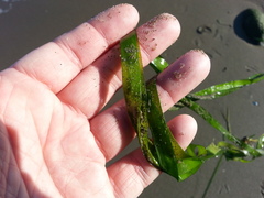 Zostera