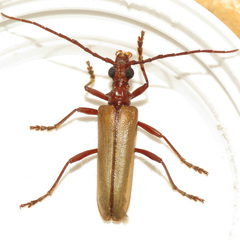 Centrodera decolorata