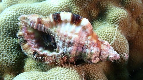 Monoplex intermedius observed 2026-01-06
