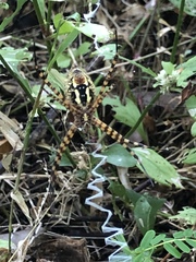 Argiope trifasciata